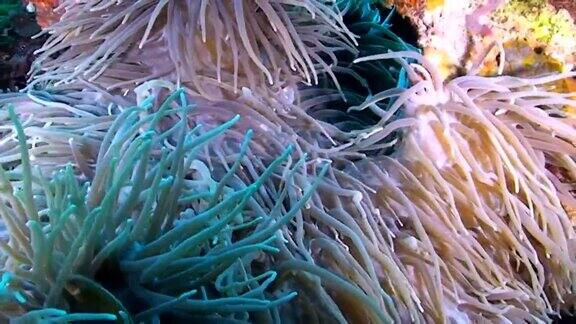 克拉克海葵鱼和长触手海葵