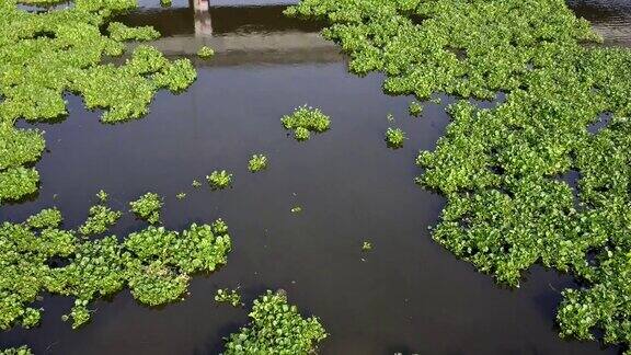 在泰国水葫芦覆盖了一条河