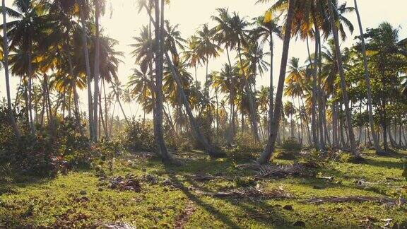 日落时分的棕榈树林中小径