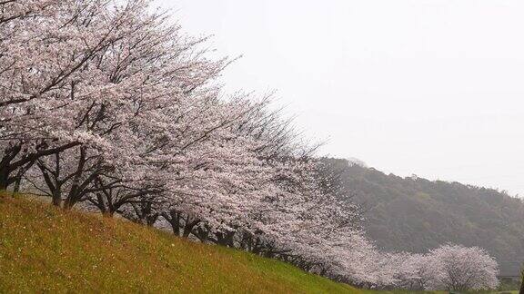 樱花在微风中飘动
