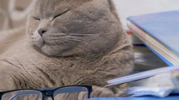 戴着眼镜的灰色英国猫躺在桌上散落的书上变焦
