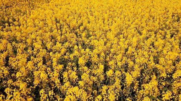 低空飞行在油菜田开花