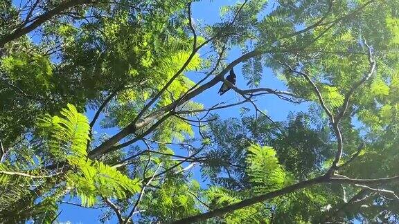 蓝花楹树上的澳洲喜鹊鸟