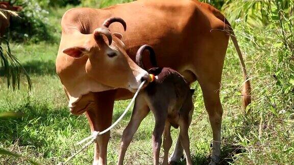 母牛照顾她的小牛
