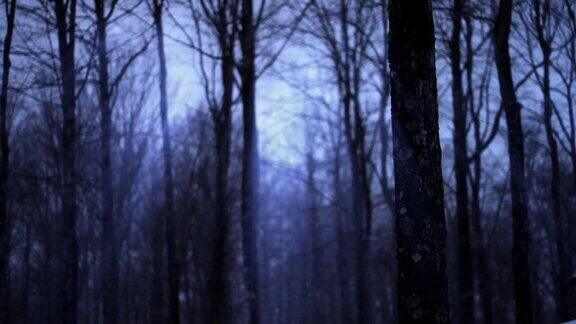 黑暗冬季森林环线