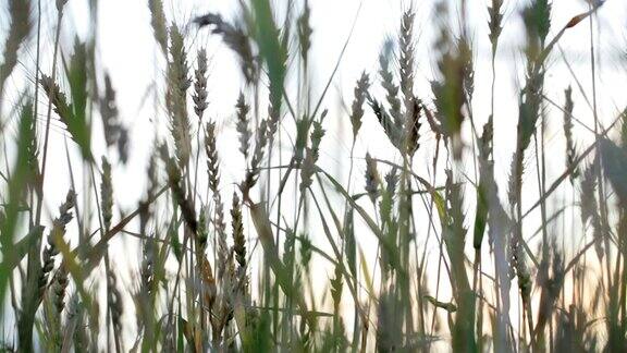 日落时小麦的剪影