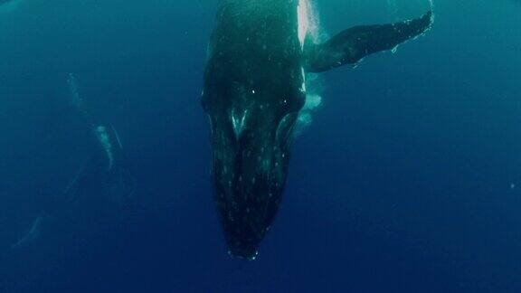 座头鲸在清澈湛蓝的海面上嬉戏跳舞