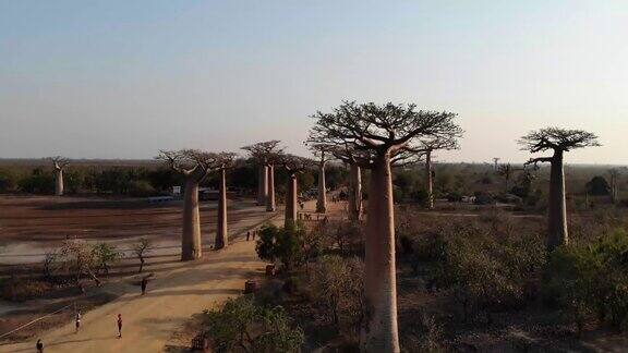 马达加斯加猴面包树大道无人机