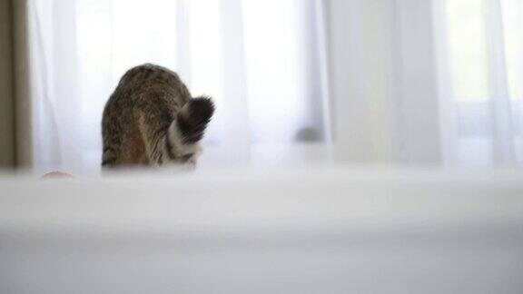 可爱的虎斑猫坐在白色的床上看着窗外