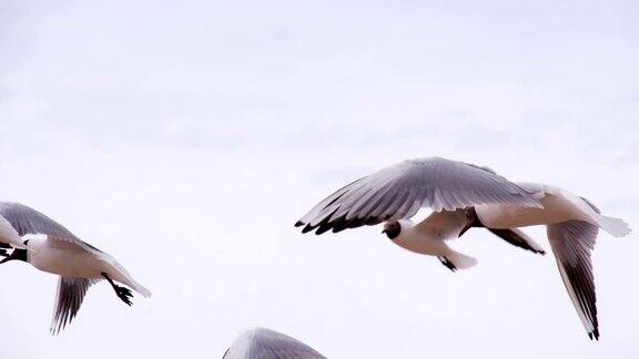 多云天空中的海鸟