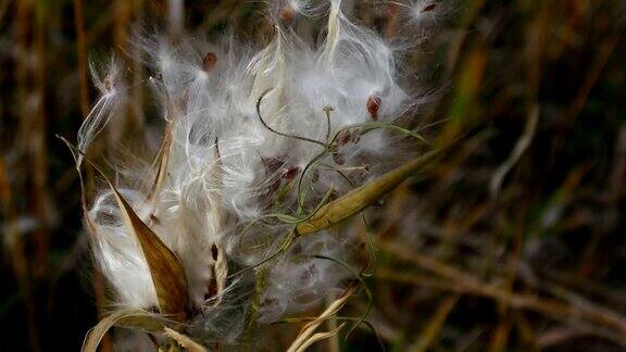 野生植物发芽白色种子蒲公英棉花接近