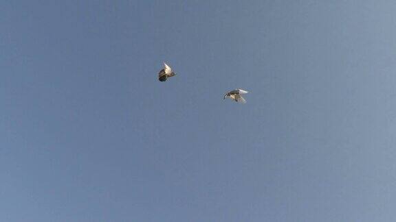 一对鸽子在蓝天上飞翔