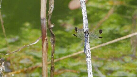 Dagonfly湿地