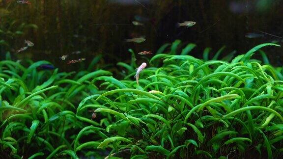 美丽的淡水水族馆绿色植物和许多鱼有一大群鱼的淡水水族馆美丽的水族馆景观