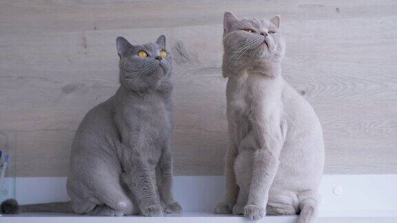 两只漂亮的英国家猫坐在架子上看着运动4K