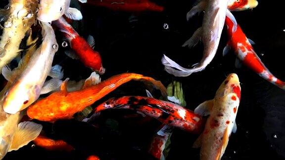 色彩斑斓的锦鲤在光影的映照下游动鲤鱼在水面下游动