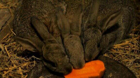灰色的小兔子在谷仓里吃胡萝卜