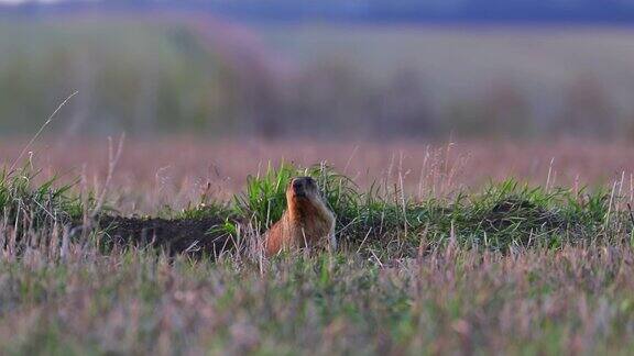 日落时分土拨鼠从洞里爬出来坐在国家公园的草地上
