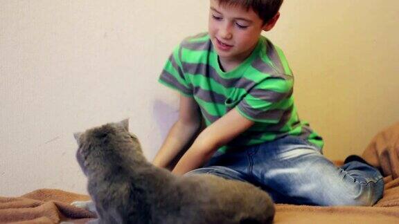 一个男孩在和一只灰色的英国猫玩耍