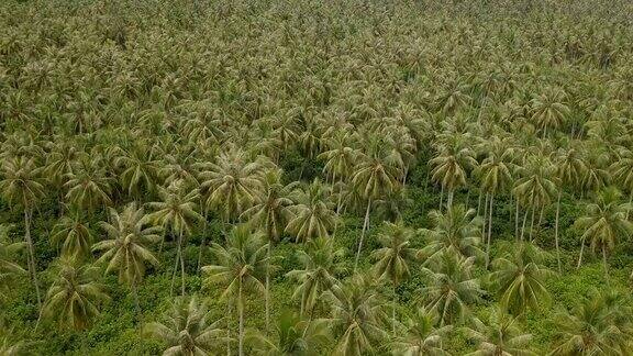 热带地区的绿色椰子树的无人机视图