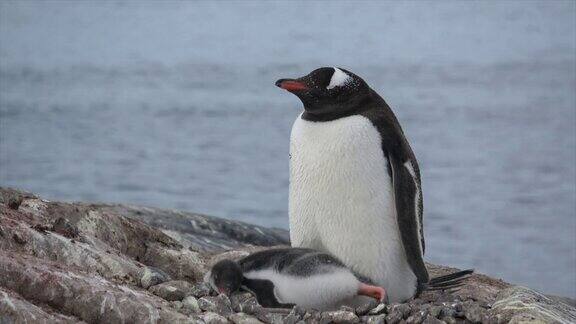 巴布亚企鹅和小企鹅