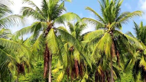 泰国昌岛的椰子树