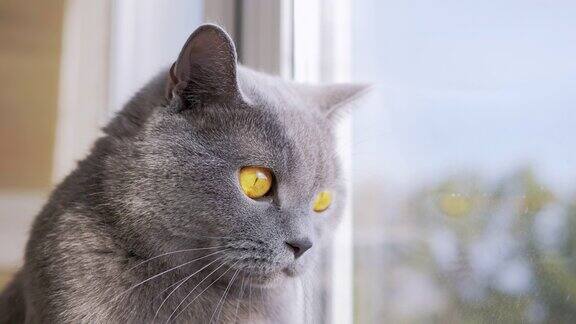 一只灰色的英国家猫望着窗外看着飞鸟