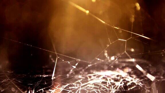 黑暗的蜘蛛网
