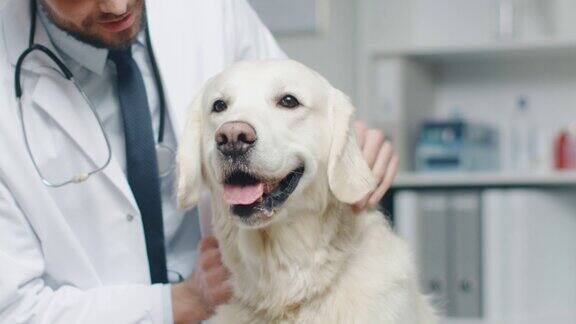 在兽医诊所兽医检查狗和抚摸狗