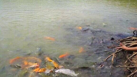 鱼在鱼塘里吃食物