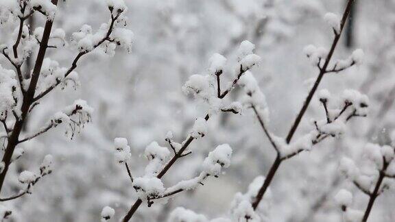 大雪在白雪覆盖的树的背景上