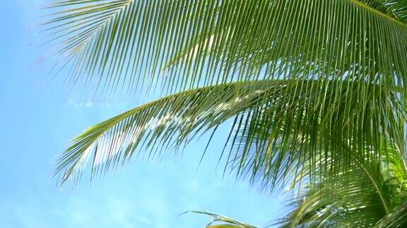 美丽的棕榈树在4K慢镜头
