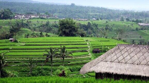 印尼巴厘岛山上的梯田和农民的房子