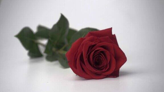 红玫瑰落在白色背景的慢镜头特写
