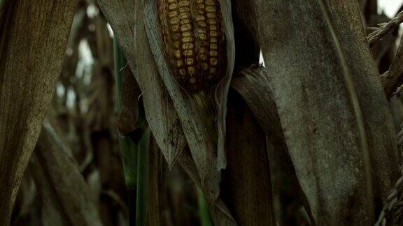 一片干玉米地滑块拍摄