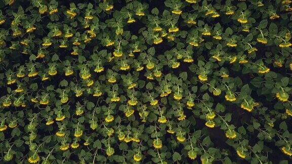 鸟瞰图的一个大向日葵盛开与美丽的金色前视图4k