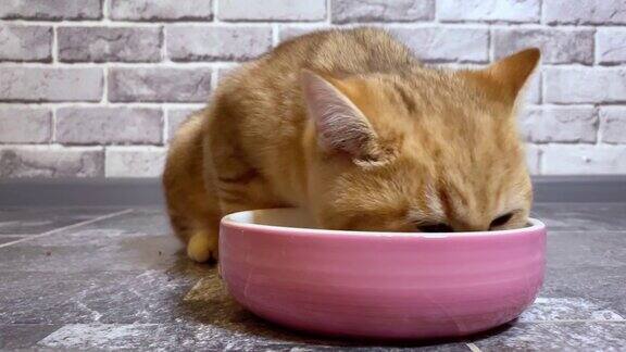 小红姜条纹小猫在吃粉色的碗灰砖墙背景