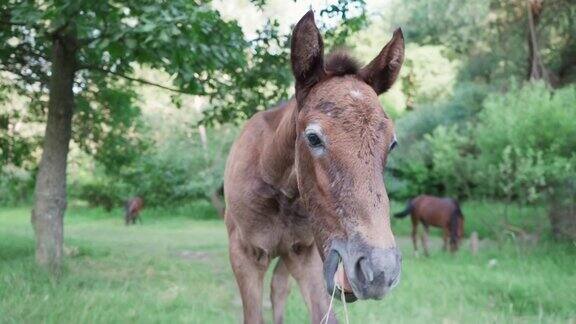 小马驹在牧场上吃草慢镜头小马在草地上吃草