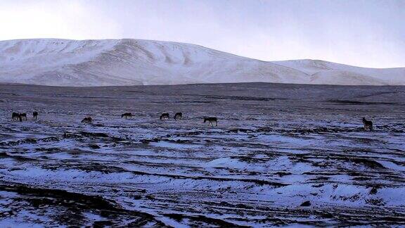 可可西里自然保护区的西藏野驴