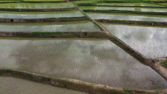 在稻田耕作的无人机农业视图