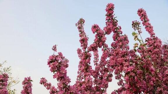 4K分辨率春天开花的海棠树