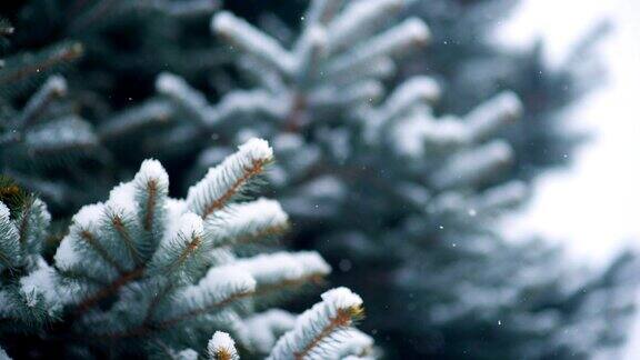 雪花以圣诞树或松树为背景缓缓飘落
