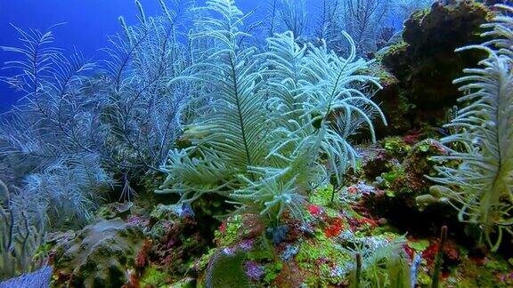 在加勒比海美丽的珊瑚礁上潜水-伯利兹堡礁龙涎香礁