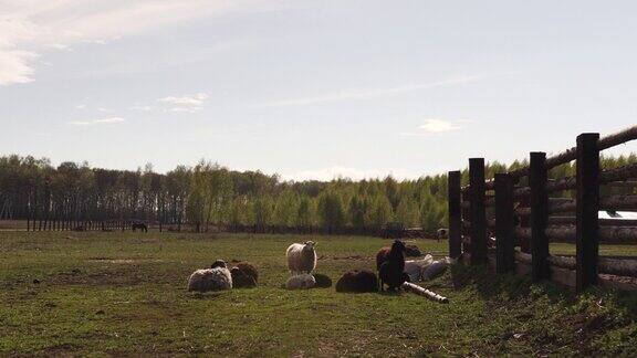 绵羊在农场的田野上休息