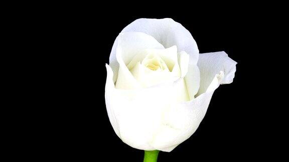 白玫瑰开花;时间流逝