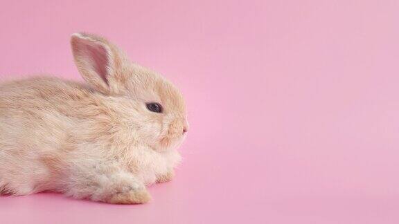 小兔子在孤立的粉红色背景上