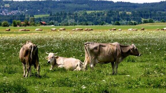 牛在阿尔卑斯山上放牧