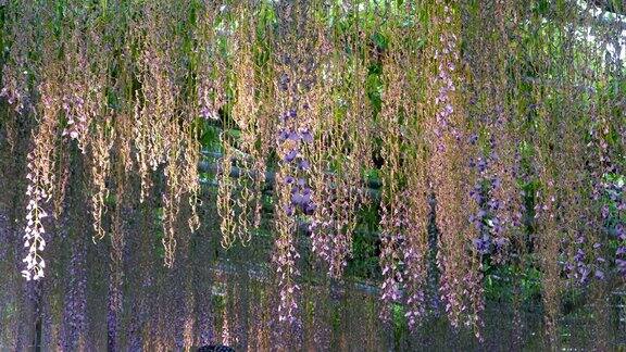 美丽的春花系列紫藤花架花园