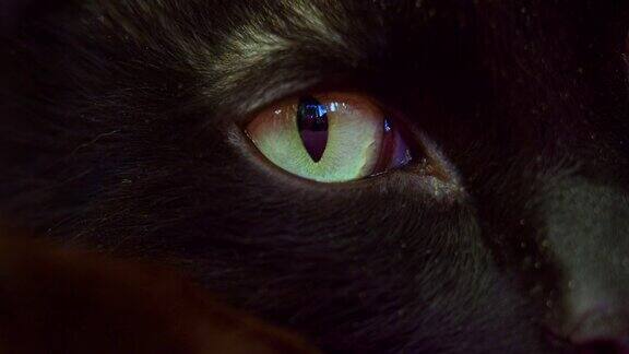 一只黑猫的眼睛瞳孔放大和缩小