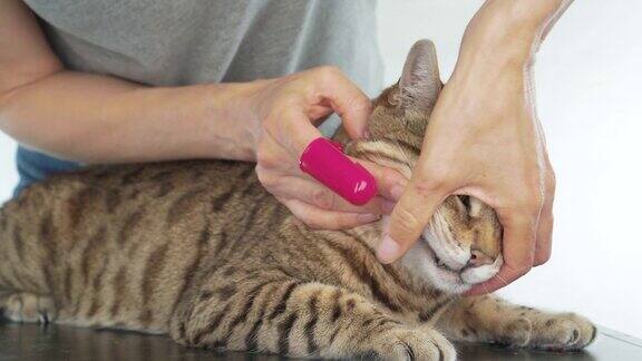 主人用一种特殊的手指牙刷给她的宠物猫刷牙
